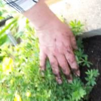 Hands planting in a concrete box