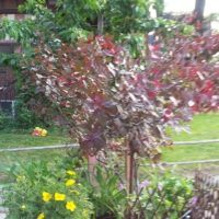 Harbord Village street planter, June 3, 2016