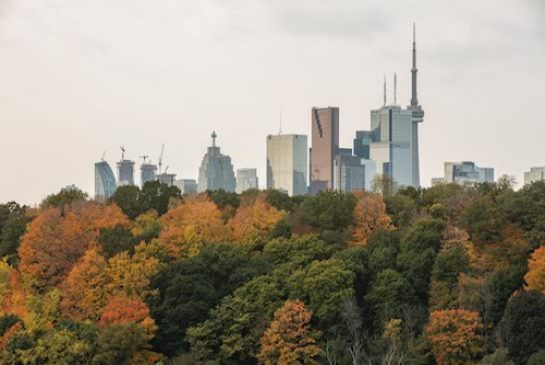 Metro News image of Toronto tree canopy