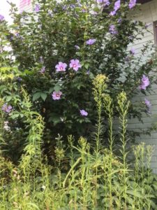 Rose of Sharon bush and weeds