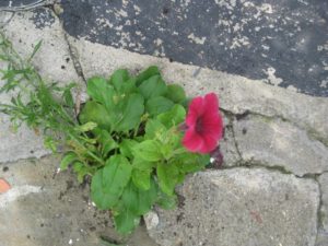 petunia in sidewalk cranny_tn