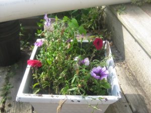 rescued planter box_tn