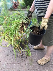 rescued plants in pots