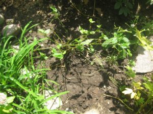 spiderwort in front garden