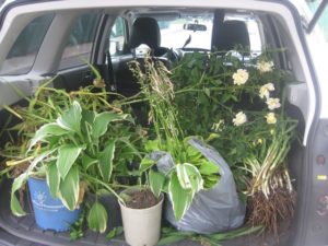 car trunk full of rescued plants