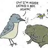 bird toad cartoon