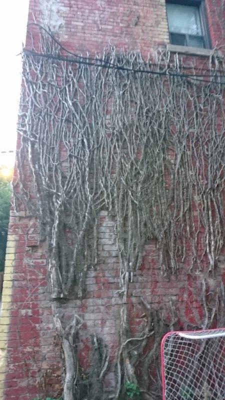 bare branches on brick