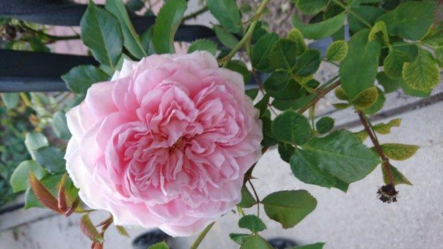 double rose-small