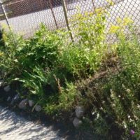 Judith Robertson's garden