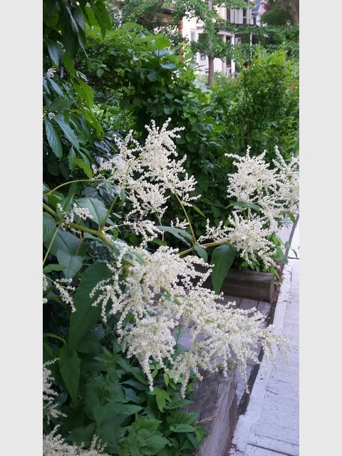 white-flowered shrub