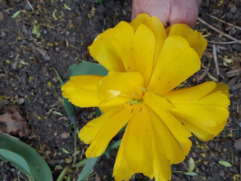 yellow flower_