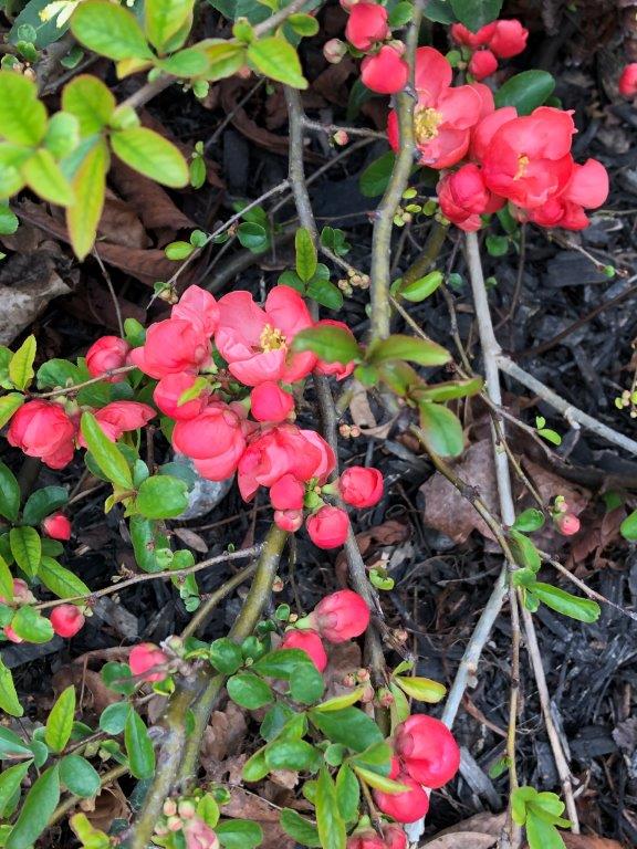 _flowering quince JD