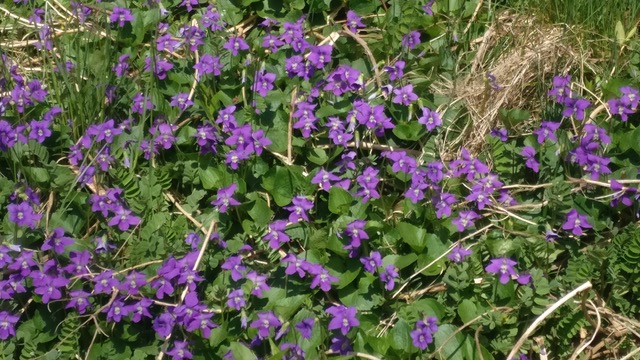 violets close 4May RS