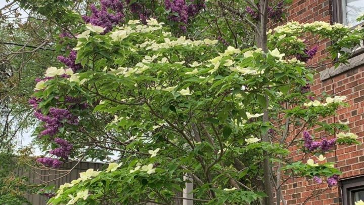 flowering dogwood Cornus Florida and lilac DR_