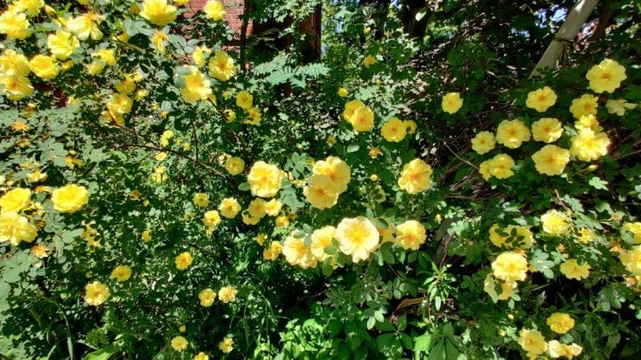 yellow roses_