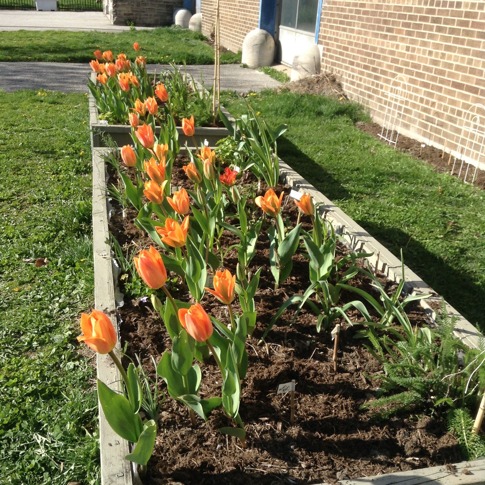 CTech orange tulips