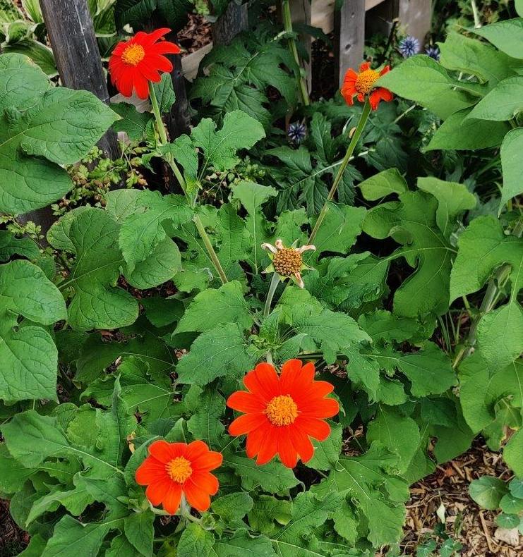 Tithonia–Mexican Sunflower cropped_