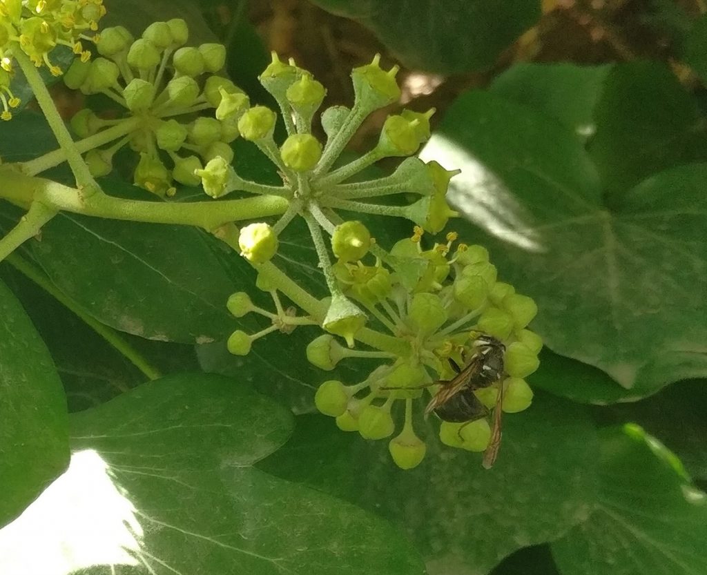 _hover fly in ivy RS
