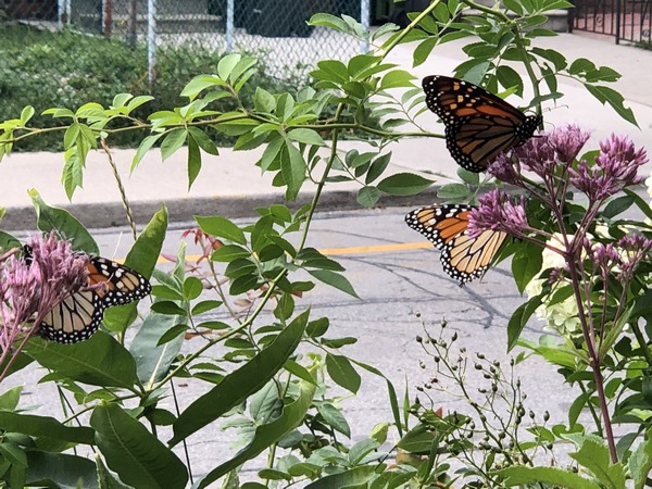 _monarch butterflies JD_tn