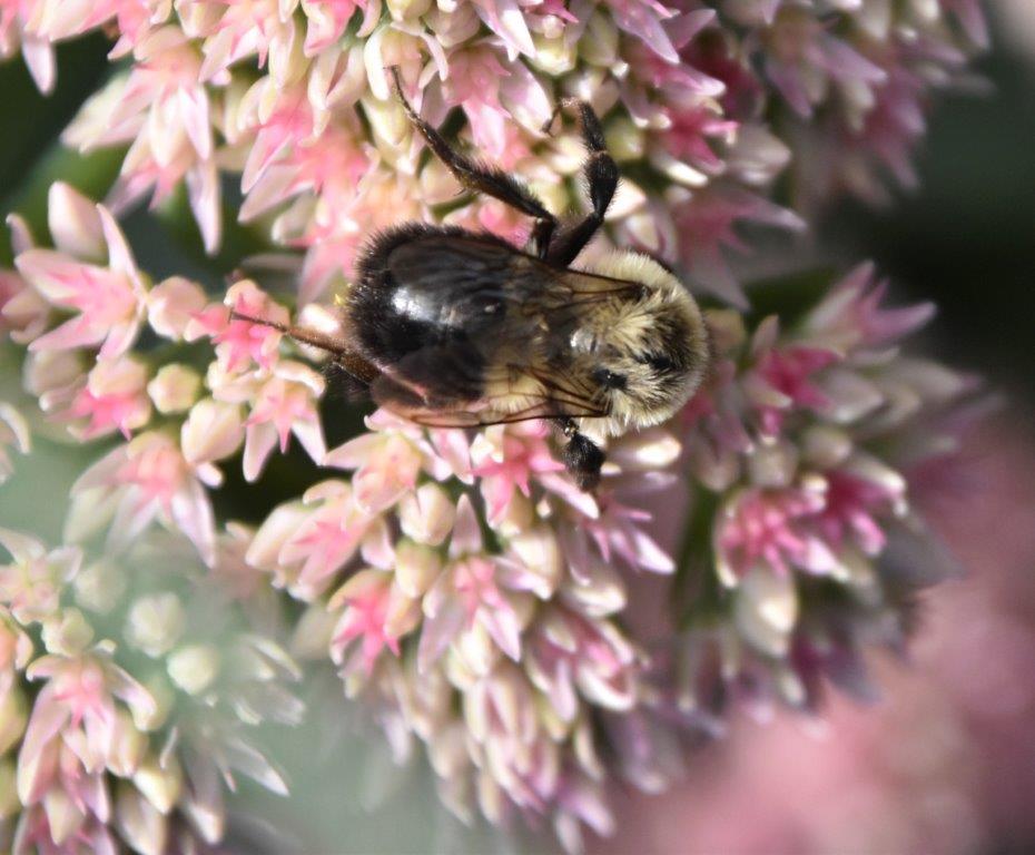 _Common Eastern bumblebee RL
