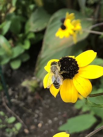honeybee on black-eyed Susan JD_tn
