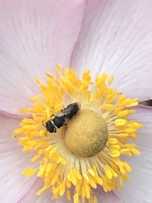 Tiny sweat bee gathering pollen by Janice Dembo