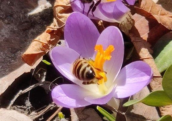 Mach 20: honeybees discover the first crocuses
