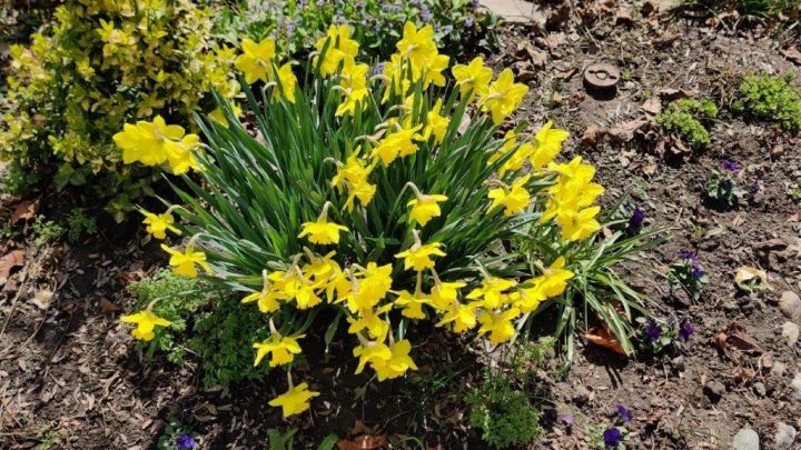 _daffodils 18April