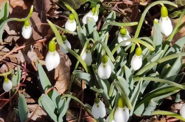 snowdrops among dead leaves early March 2021