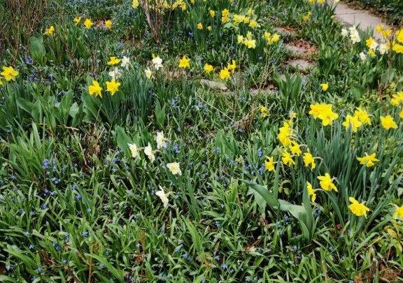 April 15: blue scilla, yellow and white daffodils