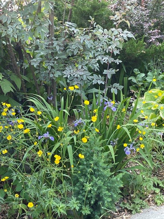 _wood poppy irises