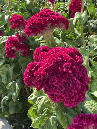 hot pink chenille plant