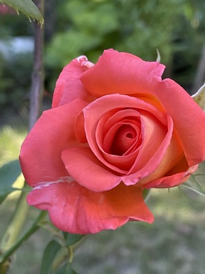 coral red double rose