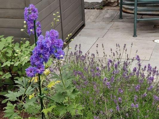 lavender and delphinium July 2021