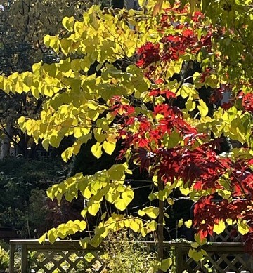 red and green leaves over fence JD_