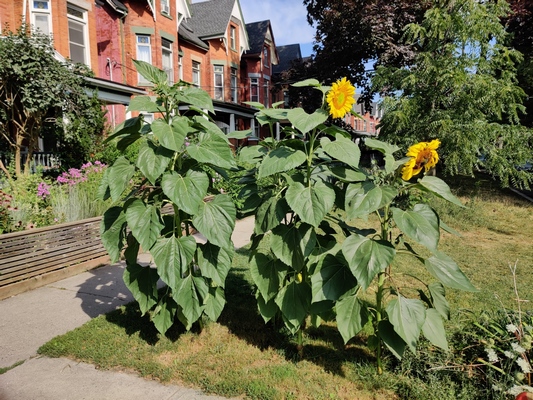 sunflowers on Brunswick Avenue