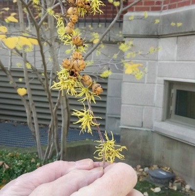 witchhazel in bloom