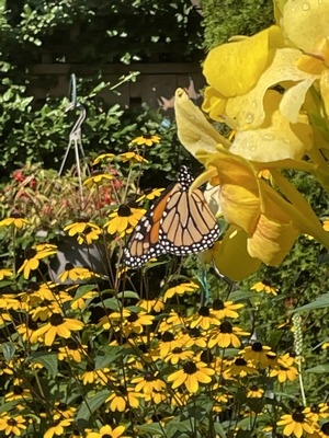 yellow flowers and Monarch